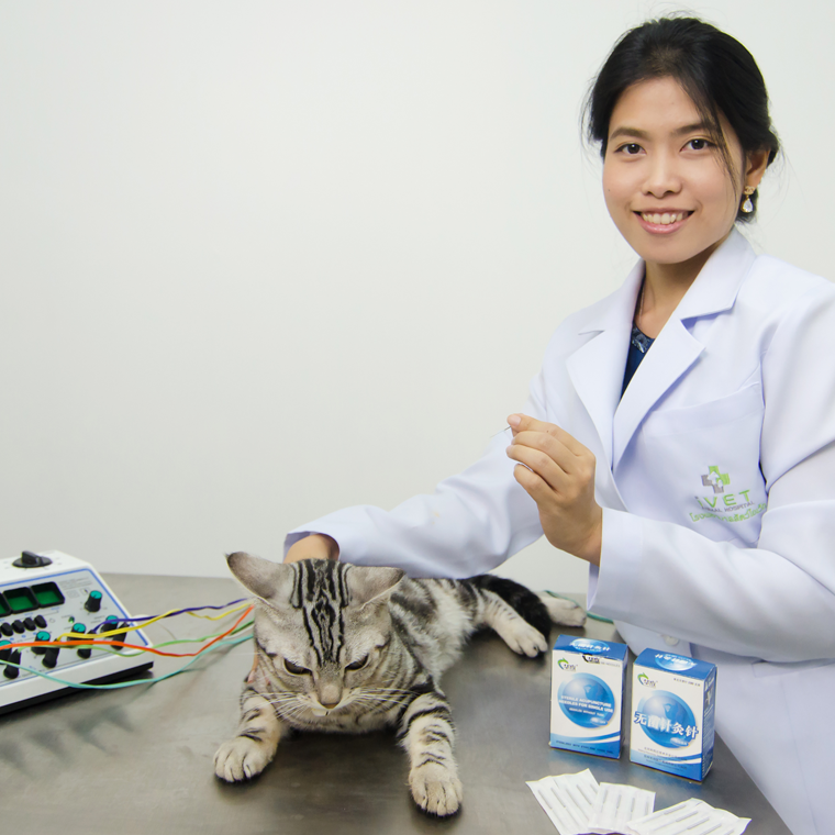 Pet acupuncture Pet acupuncture